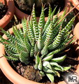 Haworthia Attenuata